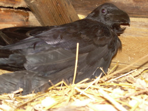 dscn4602.jpg