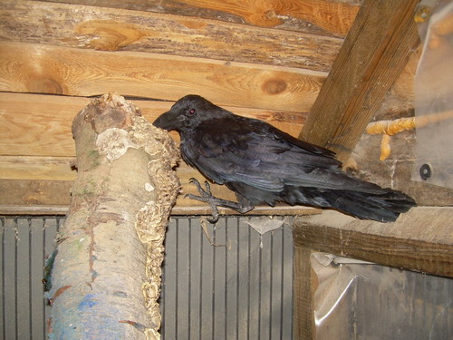 dscn4605.jpg