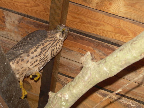 dscn4610.jpg