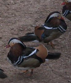 mandarinka.jpg