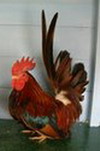 wheatenpair1-custom.jpg